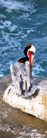 California Brown Pelican (portrait)