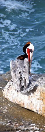 California Brown Pelican (portrait)