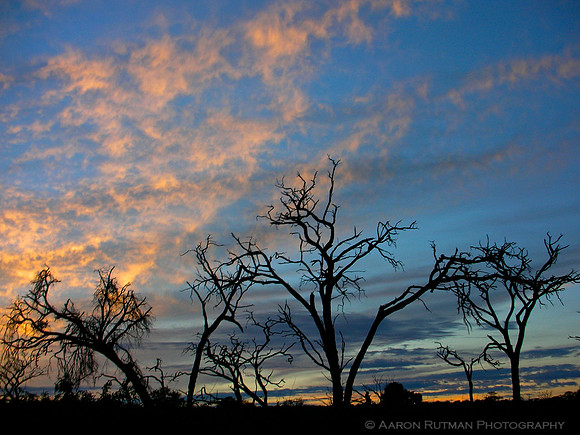 Chobe sky, Botswana