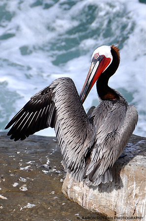 California Brown Pelican, La Jolla Shores (portrait)