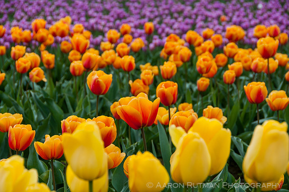 Roozengaarde, Skagit Valley Tulip Festival