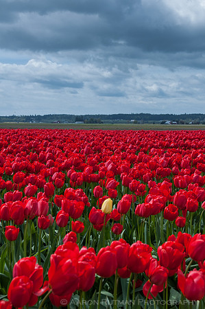 Roozengaarde, Skagit Valley Tulip Festival