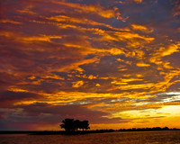Lone tree, Chobe River Sky