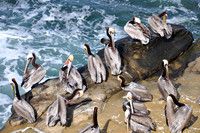 California Brown Pelican Flock