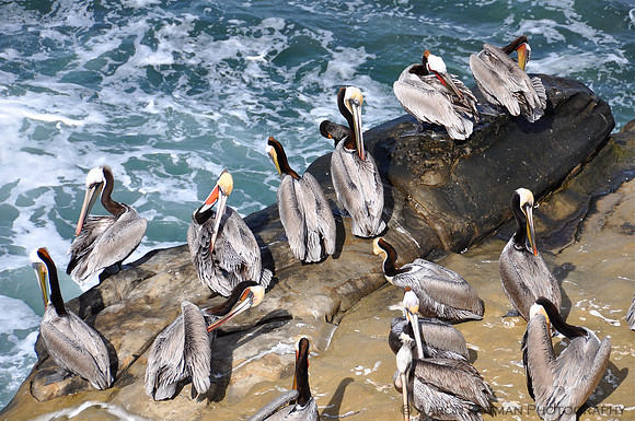 California Brown Pelican Flock