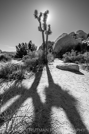 Hall of Horrors Nature Area, Joshua Tree National Park