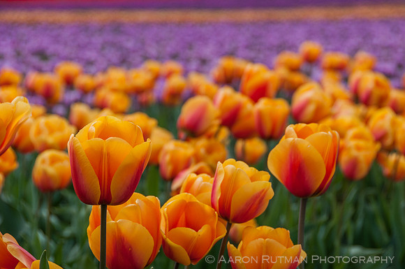 Roozengaarde, Skagit Valley Tulip Festival