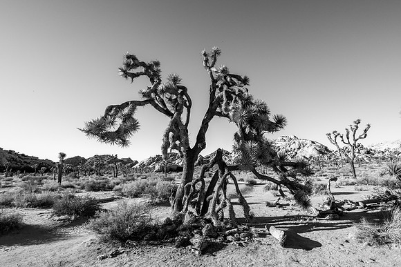Barker Dam Nature Area, Joshua Tree National Park