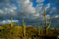 Saguaros after the storm