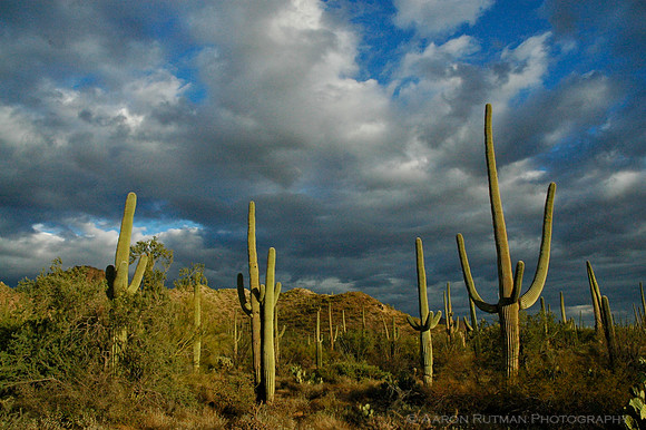 Saguaros after the storm