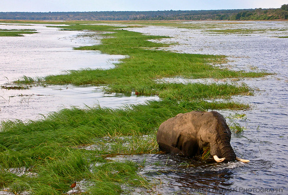Elephant in the Chobe