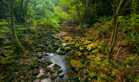 Redwood Creek, Muir Woods