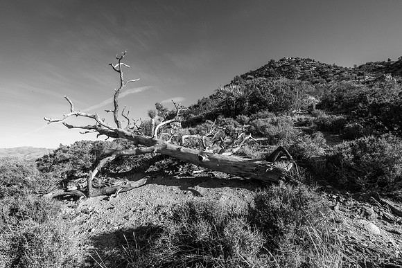 Hi-View Trail, Joshua Tree National Park