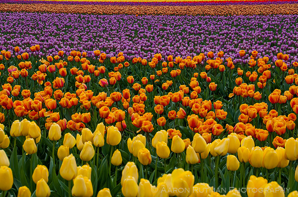 Roozengaarde, Skagit Valley Tulip Festival
