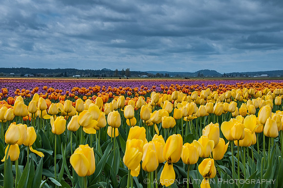 Roozengaarde, Skagit Valley Tulip Festival