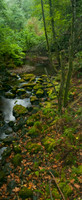 Redwood Creek, Muir Woods