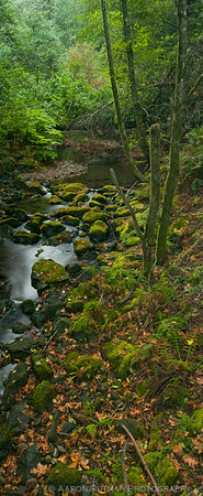 Redwood Creek, Muir Woods