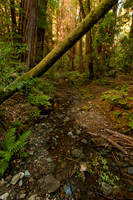 Redwood Creek, Muir Woods
