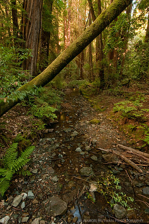 Redwood Creek, Muir Woods