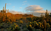 Saguaro Nat'l Park