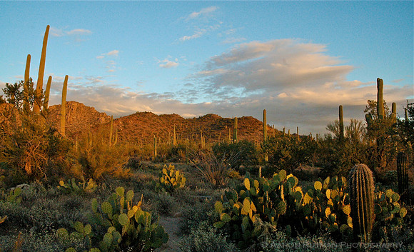 Saguaro Nat'l Park