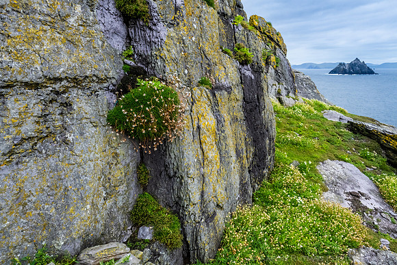 Little Skellig from Skellig Michael