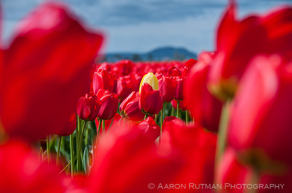 Roozengaarde, Skagit Valley Tulip Festival