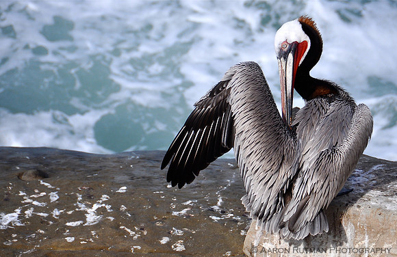 California Brown Pelican, La Jolla Shores