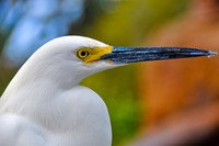 Snowy Egret 2