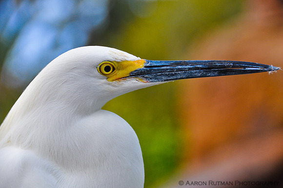 Snowy Egret 2