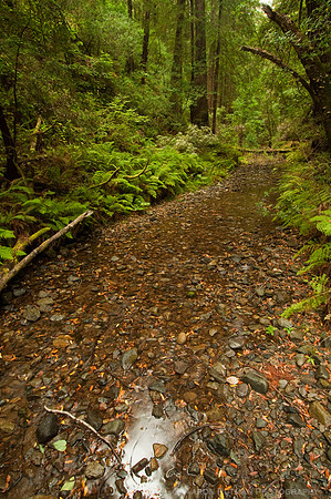 Bridge 4, Redwood Creek, Muir Woods