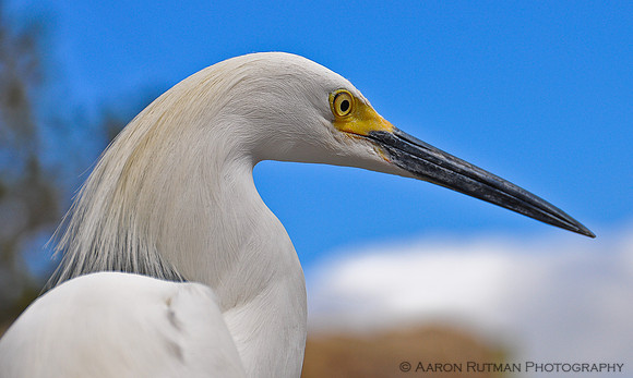 Snowy Egret 1