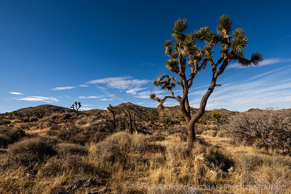 Barker Dam Nature Area, Joshua Tree National Park