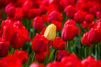 Roozengaarde, Skagit Valley Tulip Festival