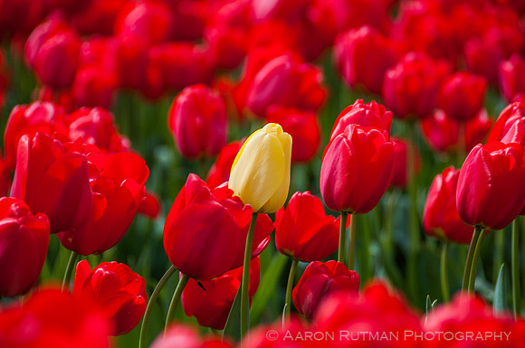 Roozengaarde, Skagit Valley Tulip Festival