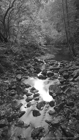 Redwood Creek, Muir Woods