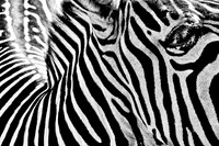 B&W