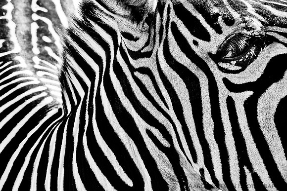 Plains zebra, black and white