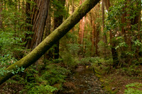 Coast Redwoods, Muir Woods