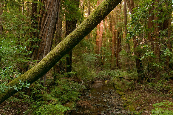 Coast Redwoods, Muir Woods