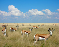 Springbok herd, Etosha Namibia