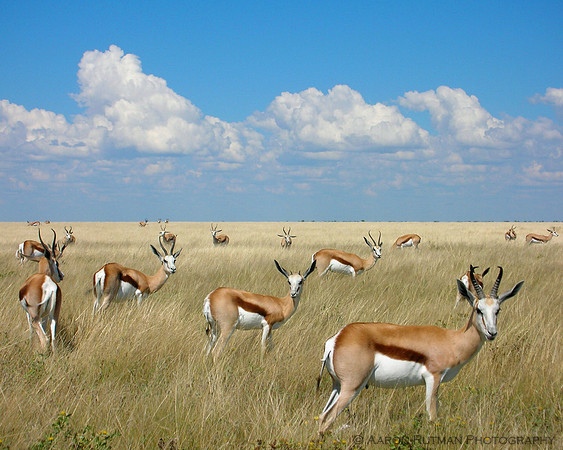 Springbok herd, Etosha Namibia