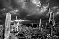 Saguaros after the storm