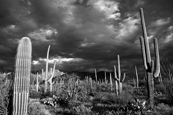 Saguaros after the storm