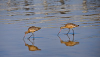 Marbled Godwits