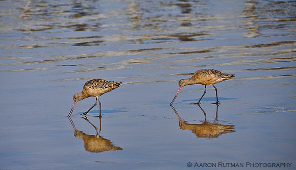 Marbled Godwits