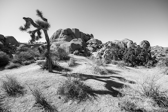 Barker Dam Nature Area, Joshua Tree National Park