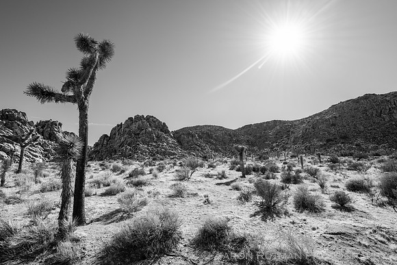 Barker Dam Nature Area, Joshua Tree National Park
