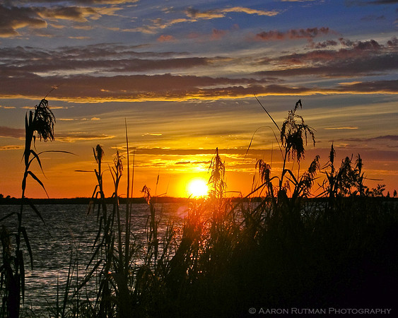 Chobe River reeds