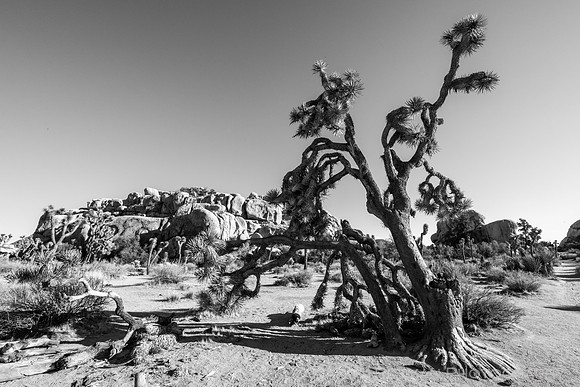 Barker Dam Nature Area, Joshua Tree National Park
